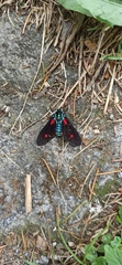 Cyanopepla fulgens
