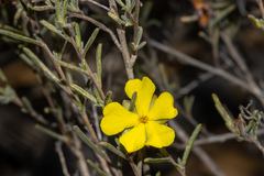 Hibbertia virgata