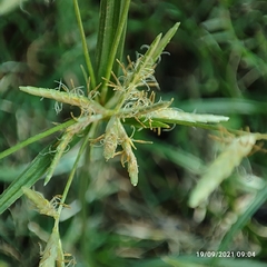 Cyperus