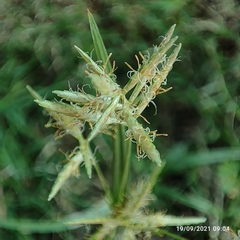 Cyperus