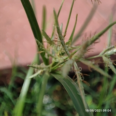 Cyperus