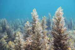 Caulocystis cephalornithos