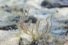 Gracilaria secundata
