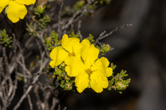 Hibbertia devitata