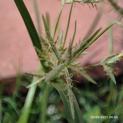 Cyperus