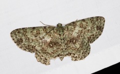 Ophthalmitis herbidaria