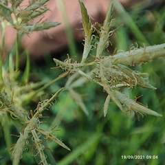 Cyperus