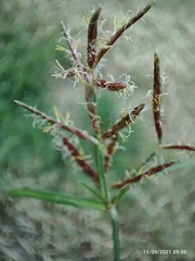 Cyperus