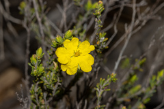Hibbertia devitata