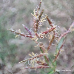 Cyperus