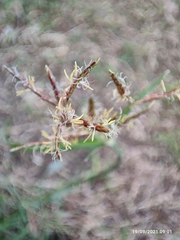 Cyperus