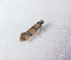Promalactis lobatifera