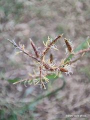 Cyperus