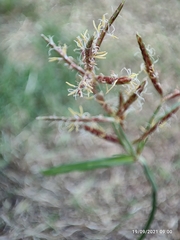 Cyperus