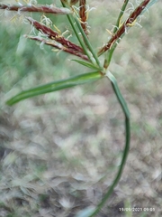 Cyperus