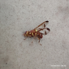 Zeugodacus cucurbitae