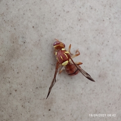 Zeugodacus cucurbitae