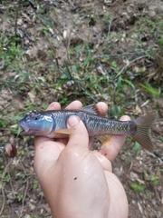 Nocomis leptocephalus