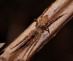 Ornodolomedes