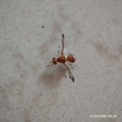 Zeugodacus cucurbitae