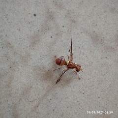 Zeugodacus cucurbitae