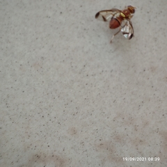 Zeugodacus cucurbitae