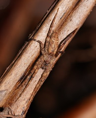 Ornodolomedes