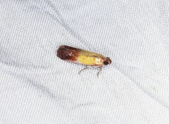 Piesmopoda semilutea