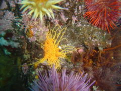 Cirriformia capensis