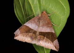 Bastilla maturata