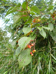 Viburnum betulifolium