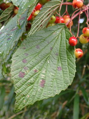 Viburnum betulifolium