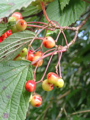 Viburnum betulifolium