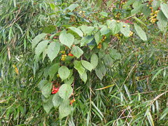 Viburnum betulifolium
