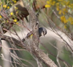 Eopsaltria griseogularis