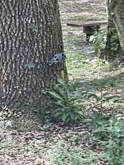 Cyanocitta cristata image