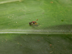 Teleopsis quadriguttata