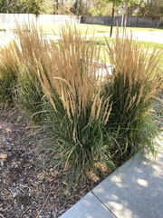 Calamagrostis × acutiflora
