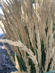 Calamagrostis × acutiflora