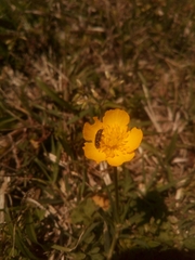 Acmaeodera tubulus