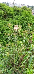 Bocconia frutescens