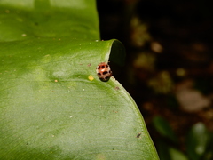 Epilachna crassimala