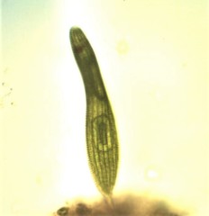 Lepocinclis fusca