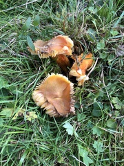 Hygrocybe intermedia