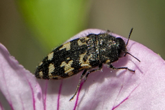 Acmaeodera diffusa