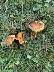 Hygrocybe intermedia