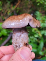 Cortinarius perplexus