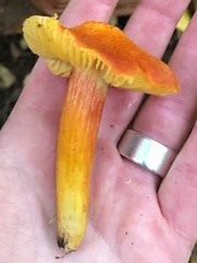 Hygrocybe intermedia