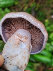 Cortinarius perplexus