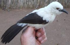 Southern Pied Babbler photo 4